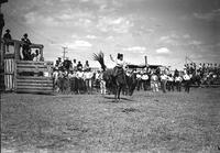 [Unidentified cowgirl riding bronc in front of line of cowboys]