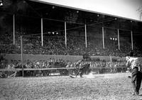 [Unidentified cowboy being thrown from bronc in front of grandstand]