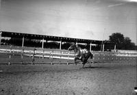 [Unidentified cowgirl preparing to go under the belly of the galloping horse]