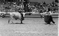 Unidentified Rodeo clowns Bull fighting