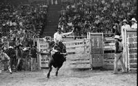 Randy O'Mara on Bull # 444