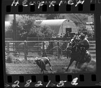 Jack Kinghorn Calf Roping