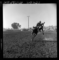 Larry Mahan on Lil Abner