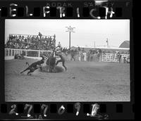 Jerry Paris Calf Roping