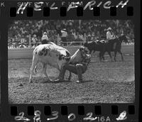 Willard Combs Steer Wrestling