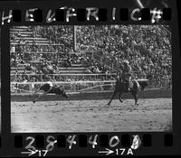 Walter Arnold Steer Roping