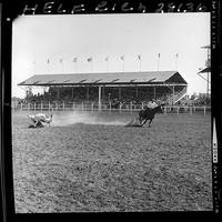 Carl Sawyer  Steer Roping