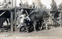 Buffalo Vernon Bulldogging A Steer, No. 40