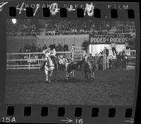 Frank Powell Steer Wrestling