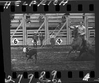 Lee Ferris Calf Roping