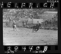 Miller Anderson Steer Roping