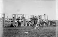 Leonard Stroud trick roping with broken arm