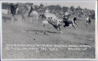 Wild Bramah Steer Riding Pendleton Round-Up, 1928 (2)