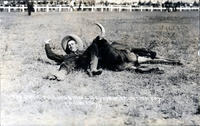 Roy Quirk Bulldogging Cheyenne Frontier Days