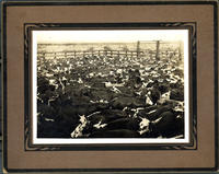 Bell Ranch cattle roundup