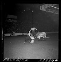 Wilbur Plaugher and Jim Schumacher  with a bull