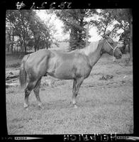 Lynn Schricker's horse