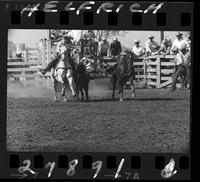 A.K. Majors Calf Roping