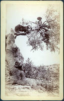 Bear holding two men at bay up a tree