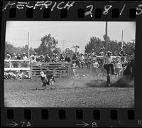 Merrill V. Bond Calf Roping