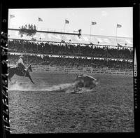 Shoate Webster Steer Roping