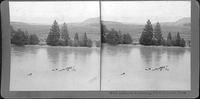 Wild buffaloes swimming Pend d'Oreille River