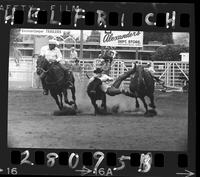 Jack Gomez Steer Wrestling