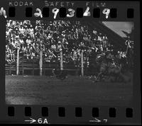 Ben Findley Calf roping