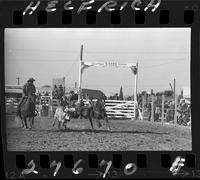 Dean Shendall Steer Wrestling