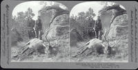12272 - King elk by a single bullet slain, proves the trueness of the cowboy's aim, Elk Hunt, Montana, U.S.A.