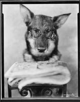 Rin-Tin-Tin