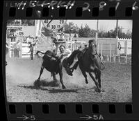 Pie Glenn Steer Wrestling