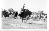 Off a wild steer at the Tri-State-Round -Up, Belle Fourche, S.D. 1928