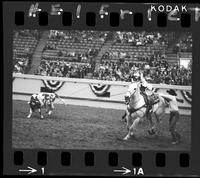 Vince Shammo - Bob Cook Team Roping