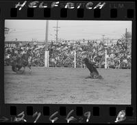 Bill Darnell Calf Roping