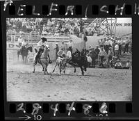 Harley May Steer Wrestling