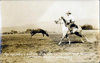 Ed McCarty Roping Wild Steer, State Fair, Boise, Ida