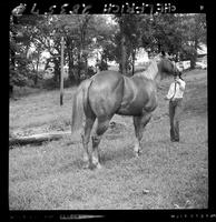 Lynn Schricker's horse