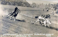 Yakima Canutt Bulldogging Pendleton Round-Up 1922 (5)