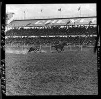 Everett Shaw Steer Wrestling