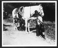 Fred Scott and his stallion White King