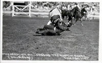 Jack Kerscher Bulldogging Tex Austin Rodeo Chicago 1927