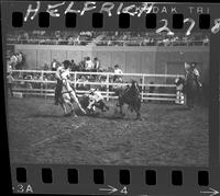 Bob Lester Steer Wrestling