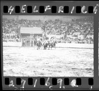 Wayne Renaud Steer Wrestle