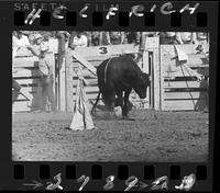 Bob Robinson on Wilfred  (CB) Bull