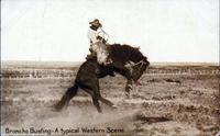 Broncho busting- A typical Western scene