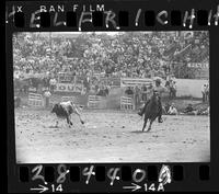 Kelly Corbin Steer Roping