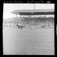 Tom Bergevin Steer Roping