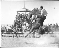 [Cowboy saddle bronc riding]