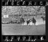 L.W. Dewitt Steer Wrestling